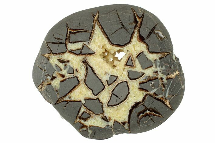 Polished Septarian Slab - Utah #246540